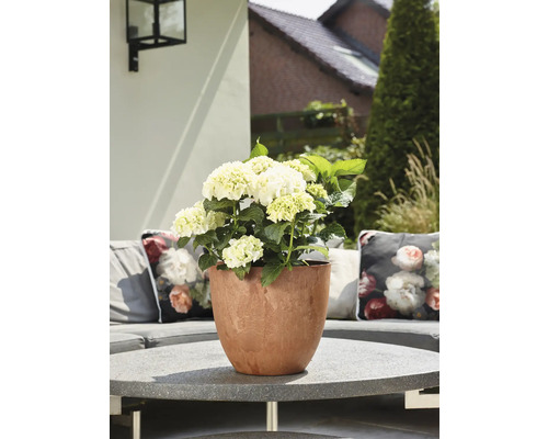 Hortensia in terracotta bloempot op tuintafel