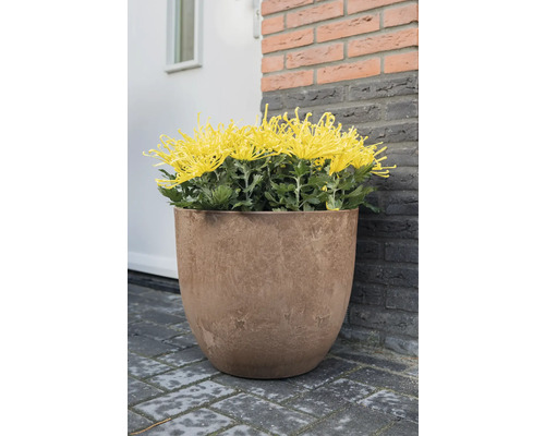 Gele chrysanten in een plantenbak voor een huismuur.