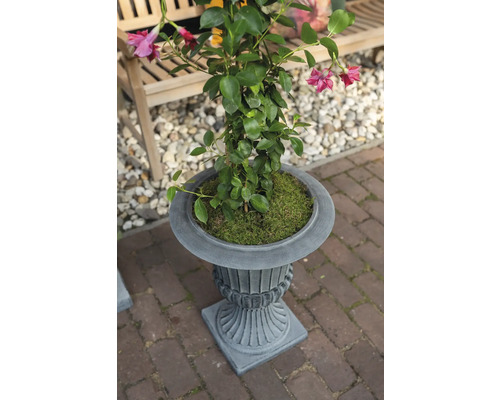 Bloempot met Mandevilla plant op sokkel