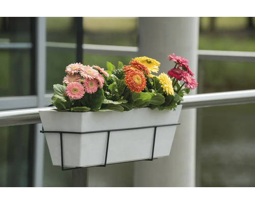 Bloembak met verschillende gerbera''s aan een reling