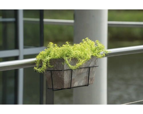 Bloempot met Sedum rupestre op een reling