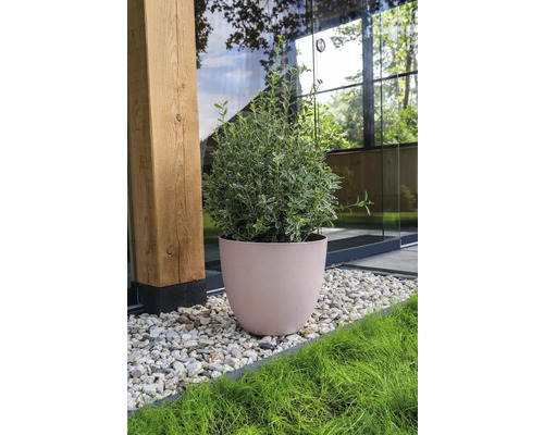 De afbeelding toont een struik in een bloempot in de tuin.