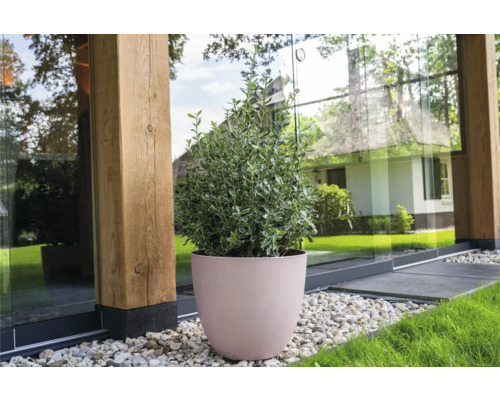 Op de afbeelding is een struik in een pot buiten te zien.