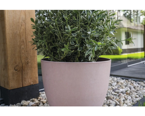 De afbeelding toont een struik in een bloempot.