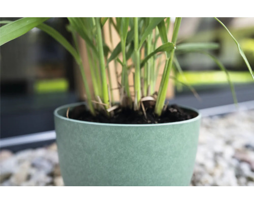 Kamerplant in een groene pot