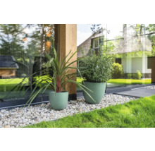 Twee planten in plantenbakken in de tuin