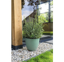 De afbeelding toont een groene struik in een pot op een grindoppervlak voor een gebouw.