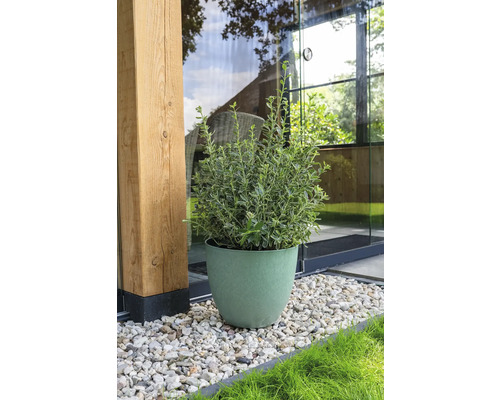 De afbeelding toont een groene struik in een pot op een grindoppervlak voor een gebouw.