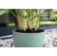 Kamerplant in pot