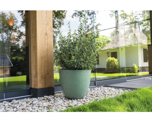 De afbeelding toont een groene plant in een bloempot buitenshuis.