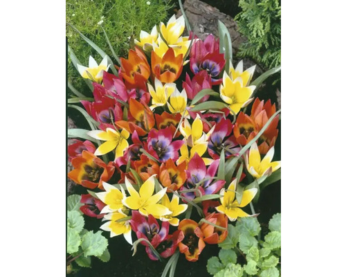 Close-up van veelkleurige tulpenbloemen