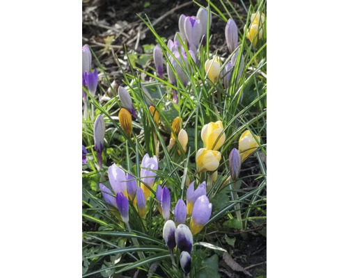 Krokussen in geel en lila in het gras