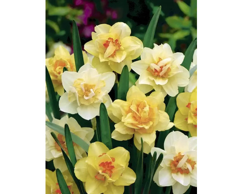 Gele narcissenbloemen met groene bladeren