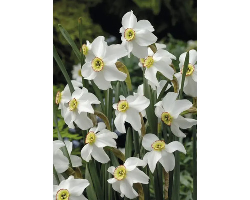 Witte narcissenbloemen met een geel midden en groene stelen