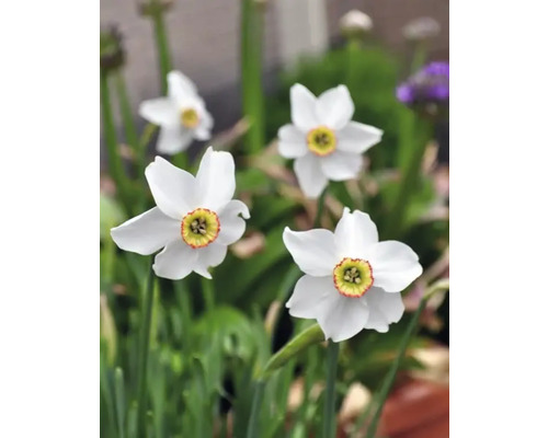 Witte narcissen in de tuin