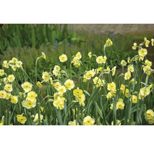 FLORASELF Bloembollen Narcis Narcissus 15 Stuks