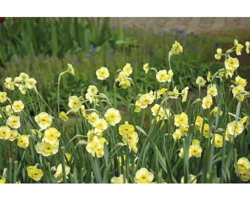 Gele narcissen in een tuinbed.