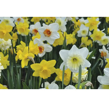 Veld met gele en witte narcissen