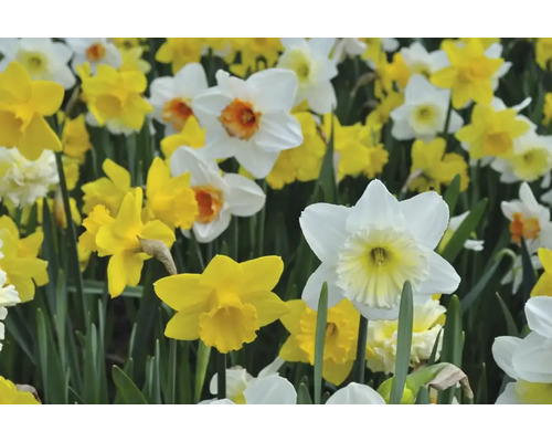 Veld met gele en witte narcissen