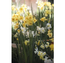 Close-up van gele en witte narcissen in de tuin.