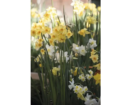 Close-up van gele en witte narcissen in de tuin.