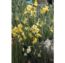Gele narcissen geplant in een mand.