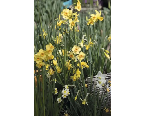 Gele narcissen geplant in een mand.