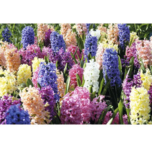 FLORASELF Bloembollen Hyacint Hyacinthus 10 Stuks