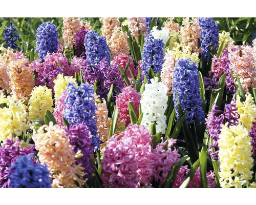 Veld met bloeiende hyacinten