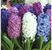 FLORASELF Bloembollen Hyacint Hyacinthus 10 Stuks
