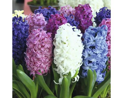 Bloeiende hyacinten met groene bladeren