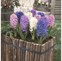 FLORASELF Bloembollen Hyacint Hyacinthus 10 Stuks