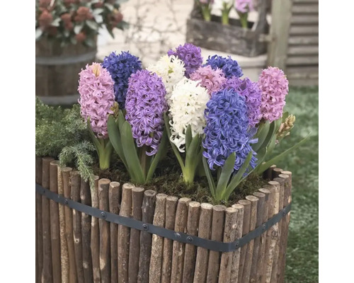 Hyacinten in een houten plantenbak