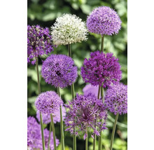 Sierui in de tuinborder