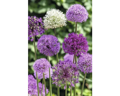 Sierui in de tuinborder