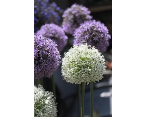 Bloeiende sieruien planten in de tuin