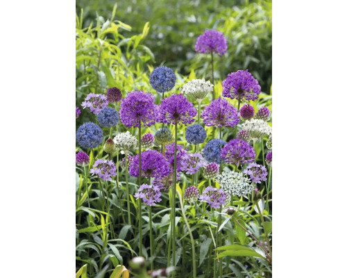 Diverse sieruien in een tuinperk.