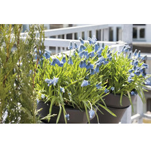 FLORASELF Bloembollen Muscari Blauwe druifjes 10 Stuks