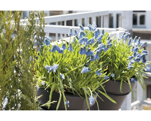 Blauwe druifhyacinten in bloempotten op het balkon.