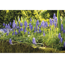 FLORASELF Bloembollen Muscari Blauwe druifjes 10 Stuks