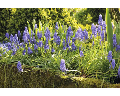 Bloeiwijze van blauwe druifjes in de tuin