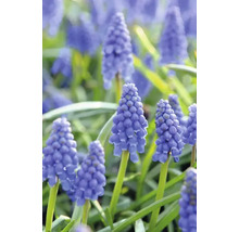 FLORASELF Bloembollen Muscari Blauwe druifjes 10 Stuks