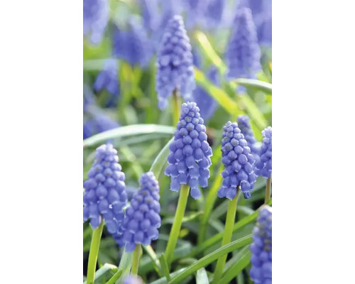 Close-up van blauwe druifjes in de tuin.