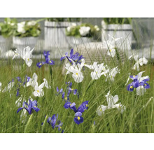Bloemenperk met irissen in wit en blauw