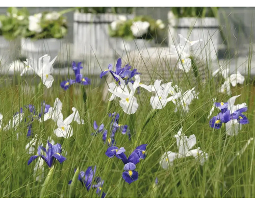 Bloemenperk met irissen in wit en blauw