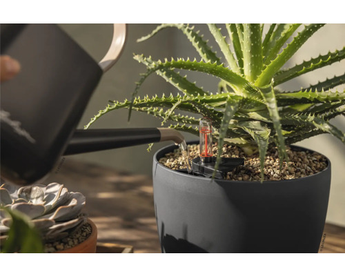 Het water geven van een Aloë Vera plant in een grijze plantenbak met waterniveau-indicator met een gieter