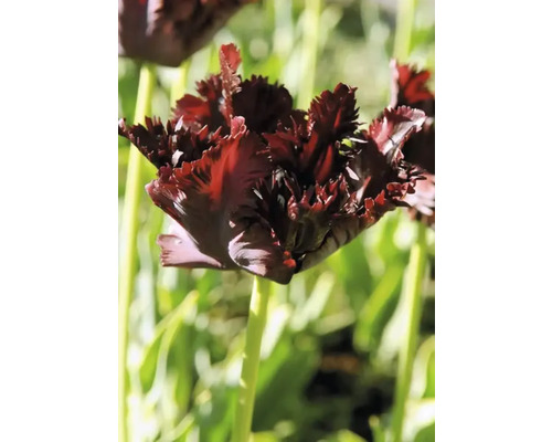 Close-up van een enkele tulp met gekartelde bloemblaadjes