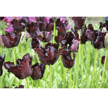 Veld met donkere tulpen op stelen