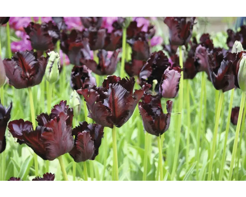 Veld met donkere tulpen op stelen