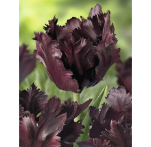 Close-up van een enkele donkere tulpenbloem met gekartelde bloemblaadjes.